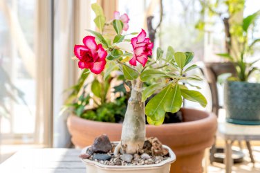 Mixed 'the star' Adenium Desert Rose 2 PCS Seeds
