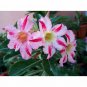 Mixed 'the star' Adenium Desert Rose 2 PCS Seeds
