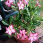 Mixed 'the star' Adenium Desert Rose 2 PCS Seeds