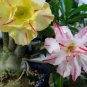 Mixed 'the star' Adenium Desert Rose 2 PCS Seeds