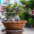 Mixed 2 Kind of Adenium Desert Rose 2 PCS Seeds