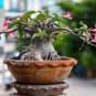 Mixed 2 Kind of Adenium Desert Rose 2 PCS Seeds