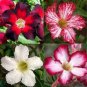 Mixed 2 Kind of Adenium Desert Rose 2 PCS Seeds