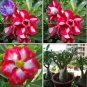 Mixed 2 Kind of Adenium Desert Rose 2 PCS Seeds