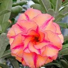 Mixed 2 types of Adenium Desert Rose yellow red one and pink red 2 PCS Seeds