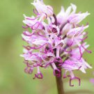Mixed 4 Colors Orchid Seeds Yellowish Pink & Yellow Red & Dark Red & Purple Tiger 100 PCS Seeds