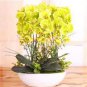 Mixed 4 Colors Orchid Seeds Yellowish Pink & Yellow Red & Dark Red & Purple Tiger 100 PCS Seeds