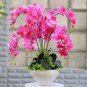 Mixed 4 Colors Orchid Seeds Yellowish Pink & Yellow Red & Dark Red & Purple Tiger 100 PCS Seeds
