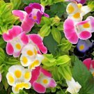 mixed 4 Colors Torenia Fournieri 200 PCS Seeds mixed 4 Colors Torenia Fournieri 200 PCS Seeds