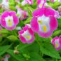 mixed 4 Colors Torenia Fournieri 200 PCS Seeds
