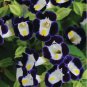mixed 4 Colors Torenia Fournieri 200 PCS Seeds