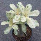 Mixed 2 Kind of Adenium Desert Rose 2 PCS Seeds