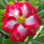 Mixed 2 Kind of Adenium Desert Rose 2 PCS Seeds