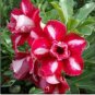 Mixed 2 Kind of Adenium Desert Rose 2 PCS Seeds