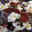 Mixed 4 Types Begonia Seeds Includin Fire Red, Green, White, Gray Red 120 PCS Seeds