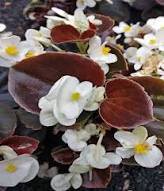 Mixed 4 Types Begonia Seeds Includin Fire Red, Green, White, Gray Red 120 PCS Seeds