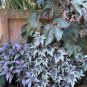 Mixed 4 Types Begonia Seeds Includin Fire Red, Green, White, Gray Red 120 PCS Seeds