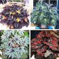 Mixed 4 Types Begonia Seeds Includin Fire Red, Green, White, Gray Red 120 PCS Seeds
