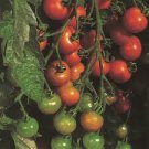 Mixed 24 Types Organic Tomato 100 PCS Seeds