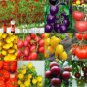 Mixed 24 Types Organic Tomato 100 PCS Seeds