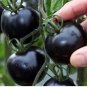 Mixed 24 Types Organic Tomato 100 PCS Seeds