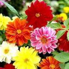 Mixed 25 Typs of Hardy Heat-resisting Different Perennial Dahlia Flower 50 PCS Seeds