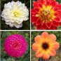 Mixed 25 Typs of Hardy Heat-resisting Different Perennial Dahlia Flower 50 PCS Seeds