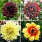 Mixed 25 Typs of Hardy Heat-resisting Different Perennial Dahlia Flower 50 PCS Seeds