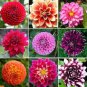 Mixed 25 Typs of Hardy Heat-resisting Different Perennial Dahlia Flower 50 PCS Seeds