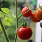 Mixed 27 Types of Different Tomato Family 100 PCS Seeds