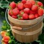 Mixed 4 Types of Blue Purple White Red Strawberry 100 PCS Seeds