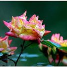 Mixed 4 Types of Blue Red Purple Green Rainbow Garden Rose Plants Flowers 50 PCS Seeds Mixed 4 Types of Blue Red Purple Green Rainbow Garden Rose Plants Flowers 50 PCS Seeds