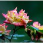 Mixed 4 Types of Blue Red Purple Green Rainbow Garden Rose Plants Flowers 50 PCS Seeds
