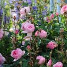 Mixed 4 Types of Climbing Rose Perennial Pink Red White Light Purple Flowers 50 PCS Seeds