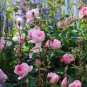Mixed 4 Types of Climbing Rose Perennial Pink Red White Light Purple Flowers 50 PCS Seeds