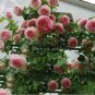 Mixed 4 Types of Climbing Rose Perennial Pink Red White Light Purple Flowers 50 PCS Seeds
