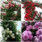Mixed 4 Types of Climbing Rose Perennial Pink Red White Light Purple Flowers 50 PCS Seeds