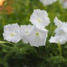 Mixed 4 Types of White Petunia Bonsai Flowers 200 PCS Seeds Mixed 4 Types of White Petunia Bonsai Flowers 200 PCS Seeds