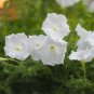 Mixed 4 Types of White Petunia Bonsai Flowers 200 PCS Seeds