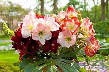 Mixed 5 Colors Amaryllis 100 PCS Seeds