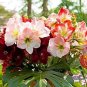 Mixed 5 Colors Amaryllis 100 PCS Seeds
