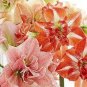 Mixed 5 Colors Amaryllis 100 PCS Seeds