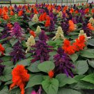 Mixed 5 Typed of Salvia with Tubular Flowers 20 PCS Seeds Mixed 5 Typed of Salvia with Tubular Flowers 20 PCS Seeds