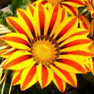 Mixed 6 Colors of Gorgeous Gazania Rigens  100 PCS Seeds