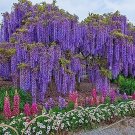 Mixed 6 Colors of Wisteria Plant Seeds Pink Purple White 10 PCS Seeds Mixed 6 Colors of Wisteria Plant Seeds Pink Purple White 10 PCS Seeds