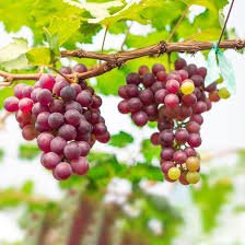 Mixed 6 Varieties of Grape 15 PCS Seeds