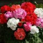 Mixed 8 Colors of Geranium 30 PCS Seeds