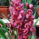 Mixed 8 Colors Rare Cymbidium Orchid Plant 10 PCS Seeds
