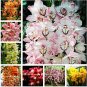 Mixed 8 Colors Rare Cymbidium Orchid Plant 10 PCS Seeds