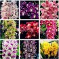 Mixed 8 Colors Rare Cymbidium Orchid Plant 10 PCS Seeds